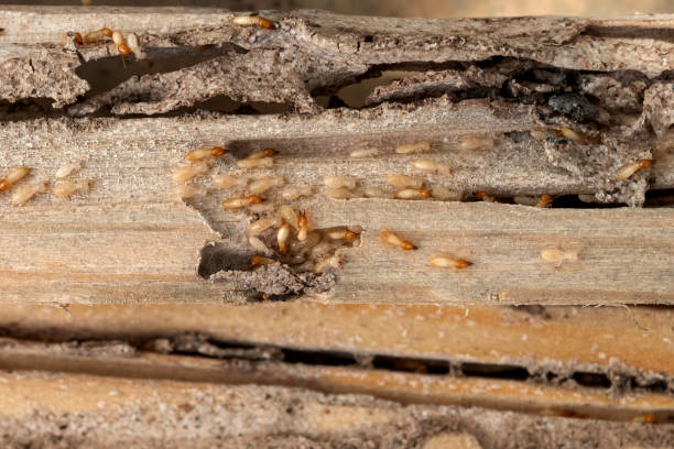 Best Pest Prevention Services  in Arcadia, IN